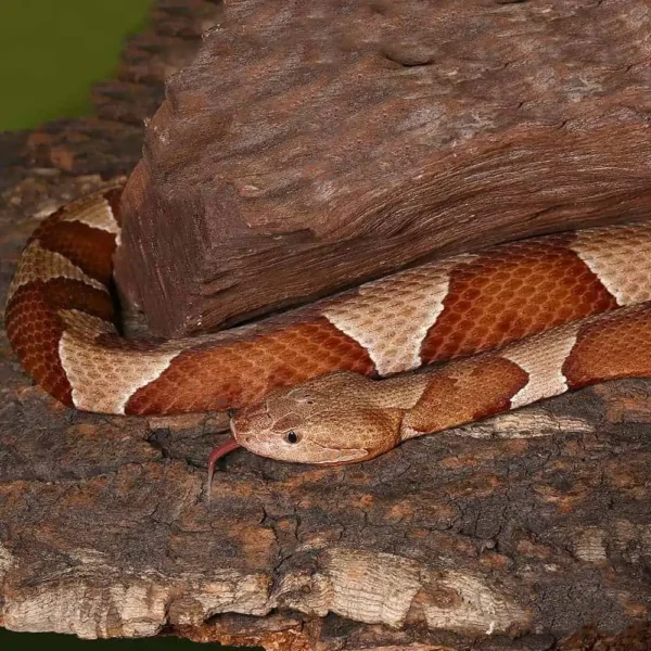 Broad Banded Copperhead Snake #3 - Image 3