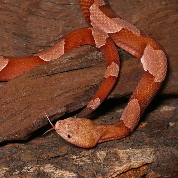 Broad Banded Copperhead Snake #4 - Image 2