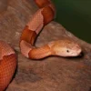 Broad Banded Copperhead Snake #4 - Image 3