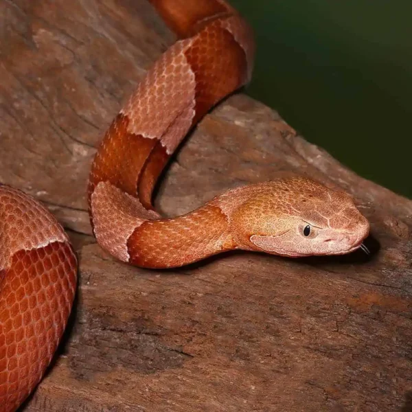 Broad Banded Copperhead Snake #4 - Image 3