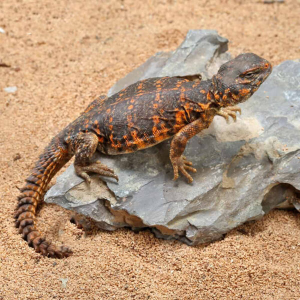 Baby Red Uromastyx