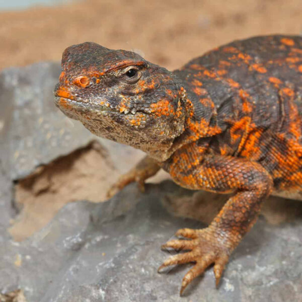 Baby Red Uromastyx - Image 2