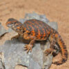Baby Red Uromastyx - Image 3