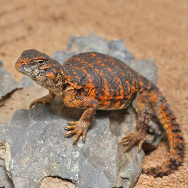 Baby Red Uromastyx - Image 3