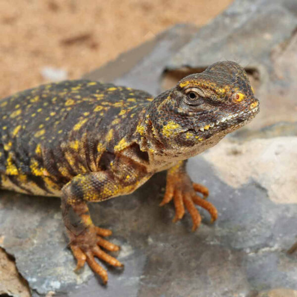 Baby Yellow Uromastyx - Image 2