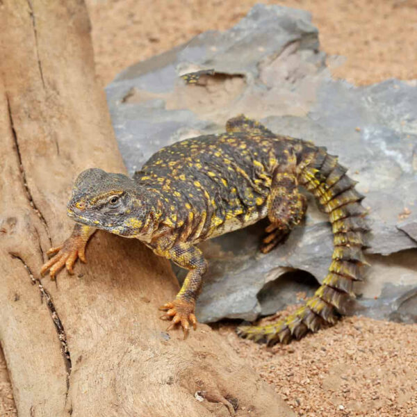 Baby Yellow Uromastyx - Image 3