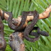 Black Purple Spotted Pit Viper