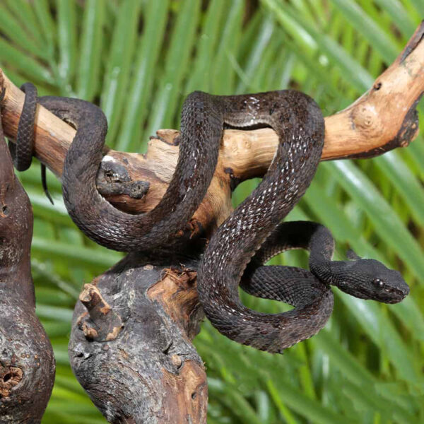 Black Purple Spotted Pit Viper