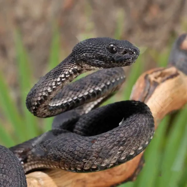 Black Purple Spotted Pit Viper - Image 2