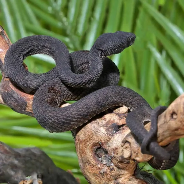 Black Purple Spotted Pit Viper - Image 3
