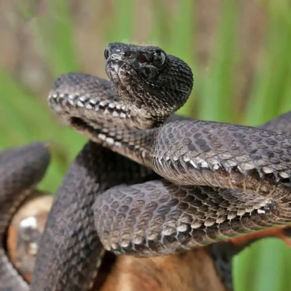 Black Purple Spotted Pit Viper - Image 4