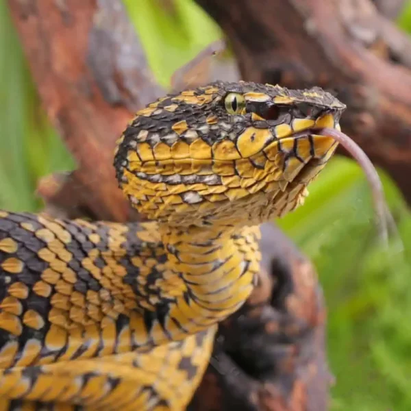 Adult Female Black And Yellow Sulawesi Wagler Viper - Image 2