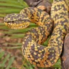 Adult Female Black And Yellow Sulawesi Wagler Viper - Image 3