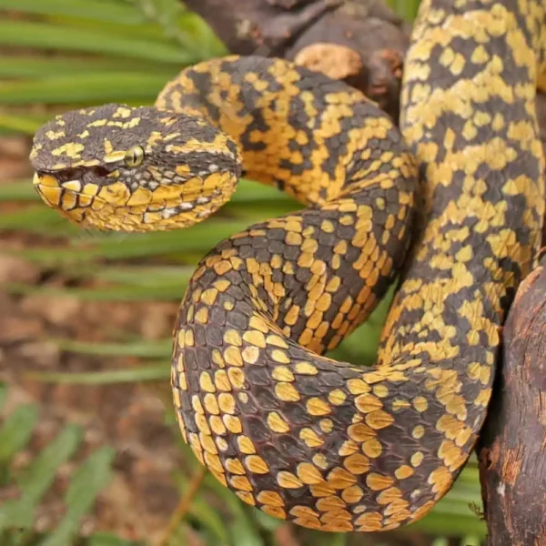 Adult Female Black And Yellow Sulawesi Wagler Viper - Image 3
