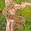 Adult Female Black And Yellow Sulawesi Wagler Viper - Image 4