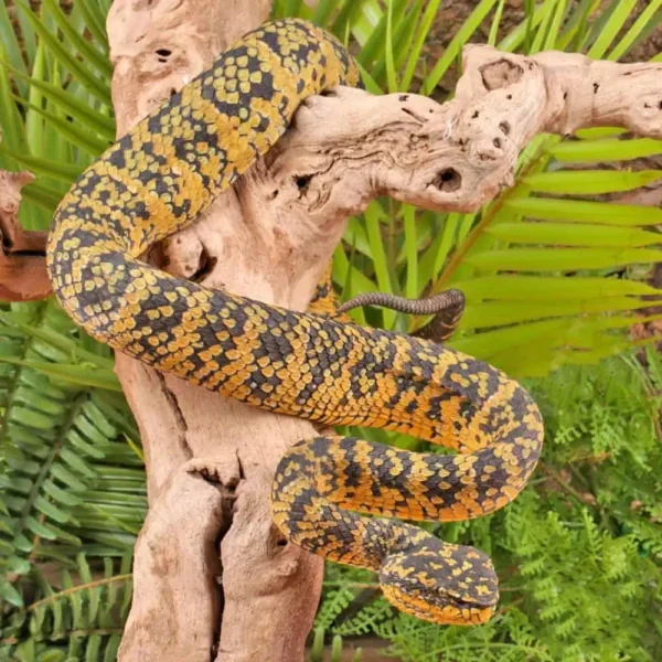 Adult Female Black And Yellow Sulawesi Wagler Viper - Image 4