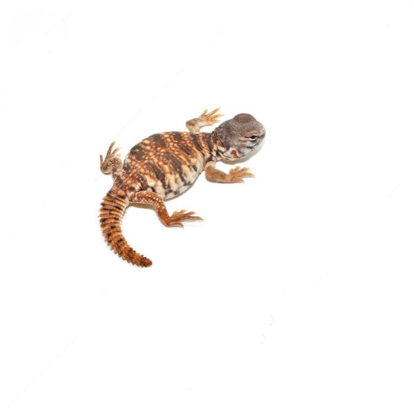 C.B. Baby Red Uromastyx - Image 3