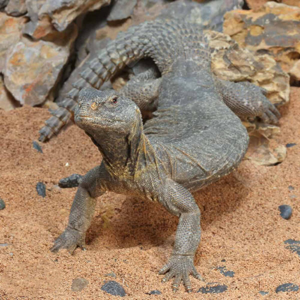 Adult Egyptian Uromastyx