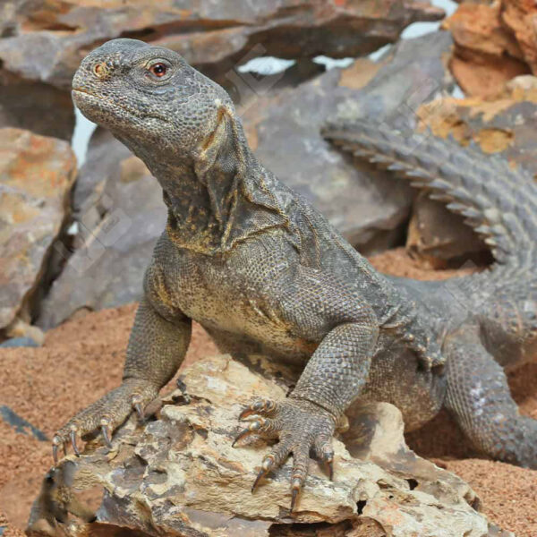 Adult Egyptian Uromastyx - Image 2