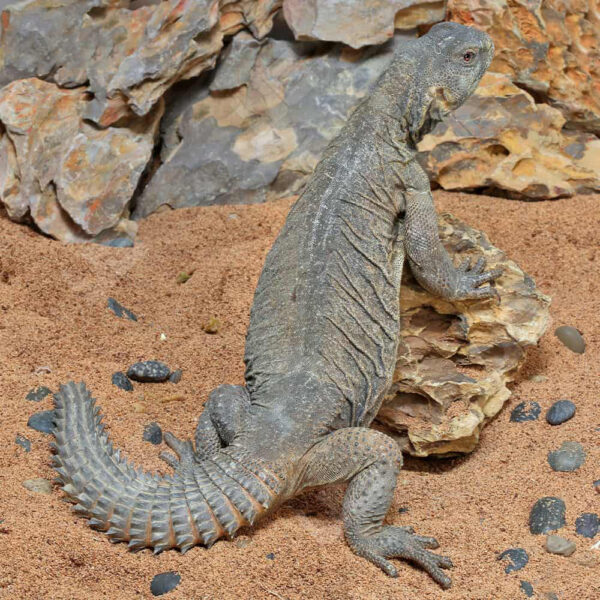 Adult Egyptian Uromastyx - Image 3