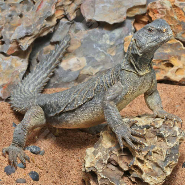 Adult Egyptian Uromastyx - Image 4