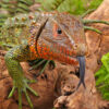 Juvenile Caiman Lizard