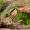 Juvenile Caiman Lizard - Image 2