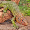 Juvenile Caiman Lizard - Image 3