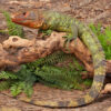 Juvenile Caiman Lizard - Image 4
