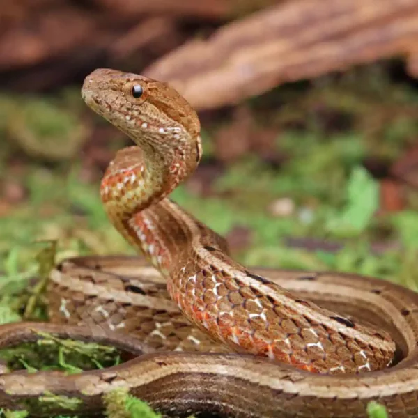 Asian Mock Viper