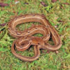 Asian Mock Viper - Image 2