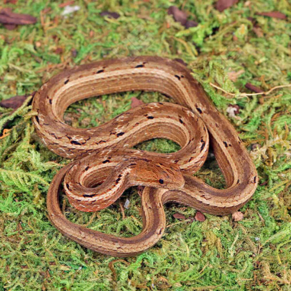 Asian Mock Viper - Image 2