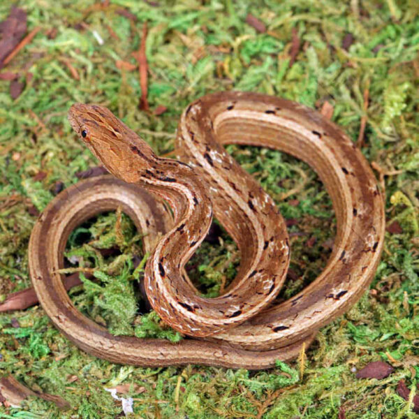 Asian Mock Viper - Image 3