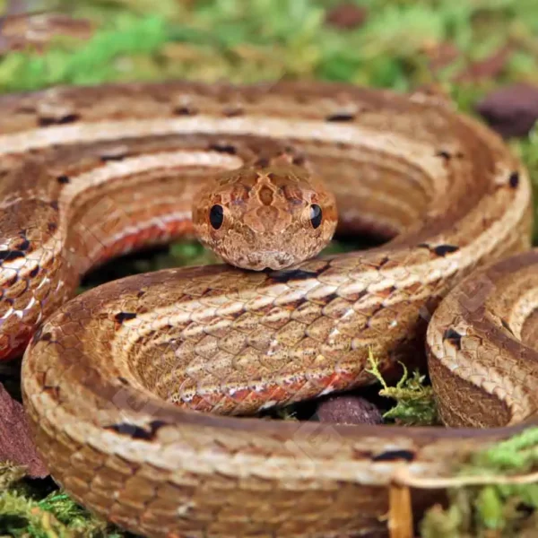 Asian Mock Viper - Image 4