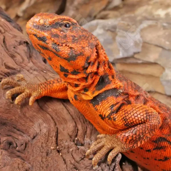 Super Red Uromastyx