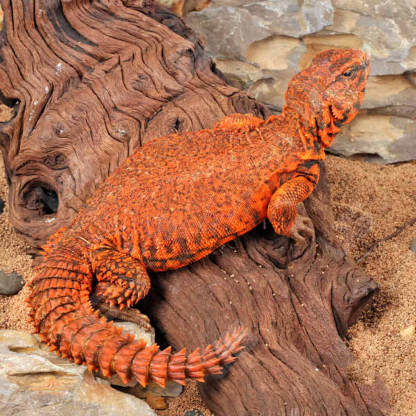 Super Red Uromastyx - Image 2