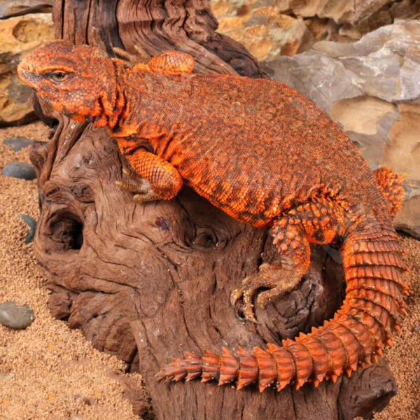 Super Red Uromastyx - Image 3