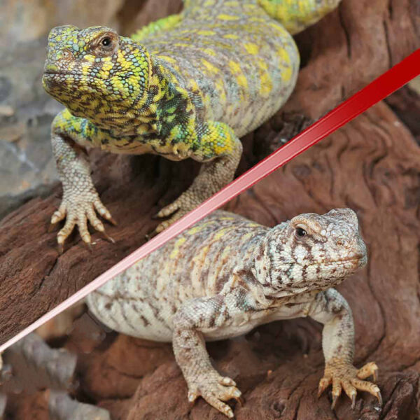 Sub-Adult Ornate Uromastyx Pair #1 - Image 2