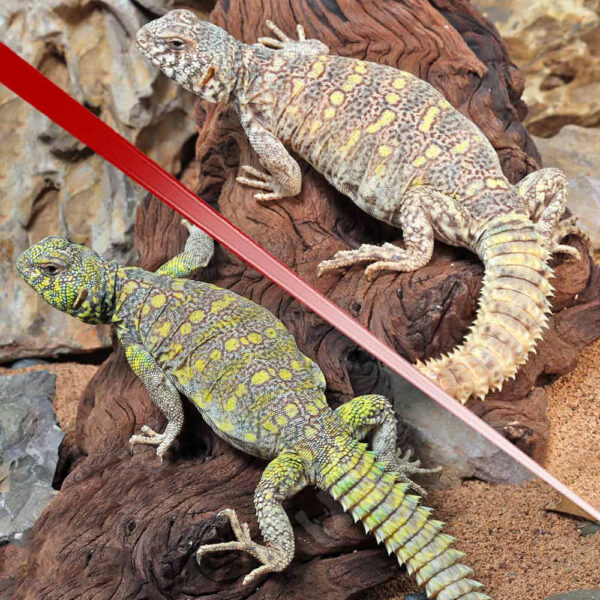 Sub-Adult Ornate Uromastyx Pair #1 - Image 3