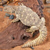Juvenile Giant Saudi Arabian Uromastyx