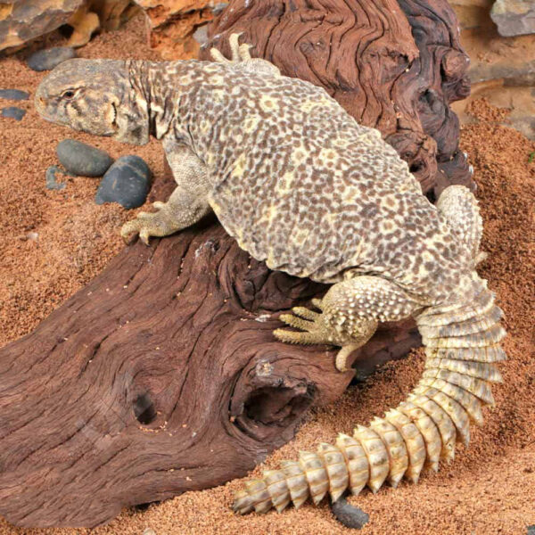 Juvenile Giant Saudi Arabian Uromastyx