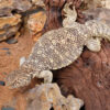 Juvenile Giant Saudi Arabian Uromastyx - Image 2