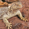 Juvenile Giant Saudi Arabian Uromastyx - Image 3