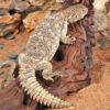 Juvenile Giant Saudi Arabian Uromastyx - Image 4