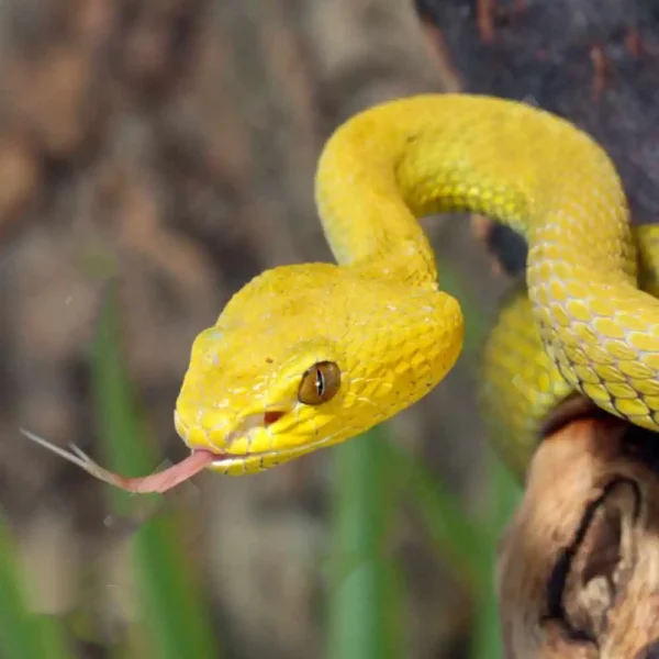 Yellow Wetar Island Pit Viper