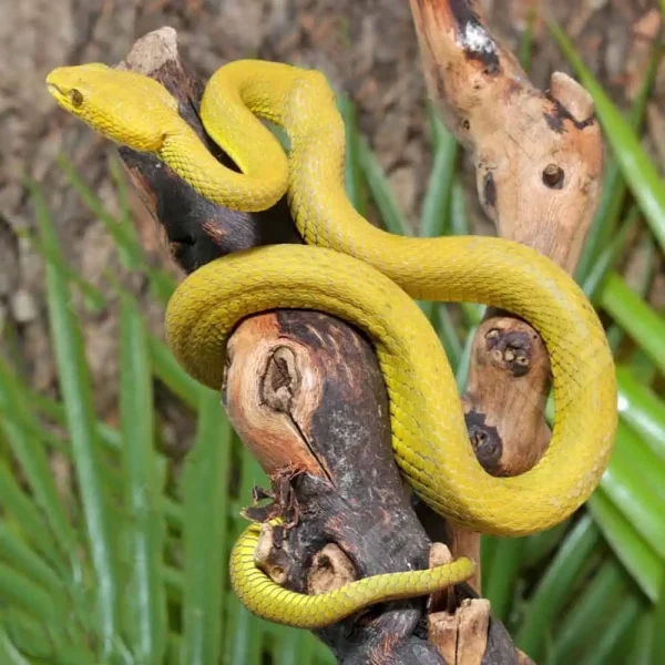 Yellow Wetar Island Pit Viper - Image 2