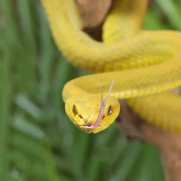 Yellow Wetar Island Pit Viper - Image 3