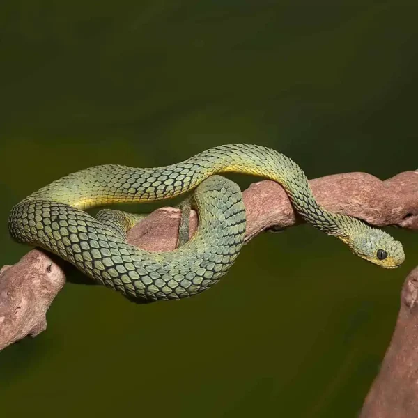 Adult Cool Green Squamigera Bush Viper