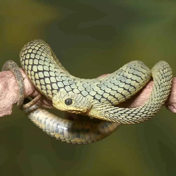 Adult Cool Green Squamigera Bush Viper - Image 2