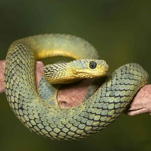 Adult Cool Green Squamigera Bush Viper - Image 3